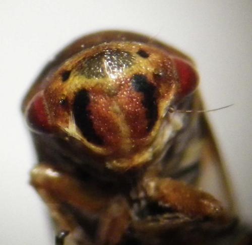 Réf. 257 092 : Oncopsis sp.